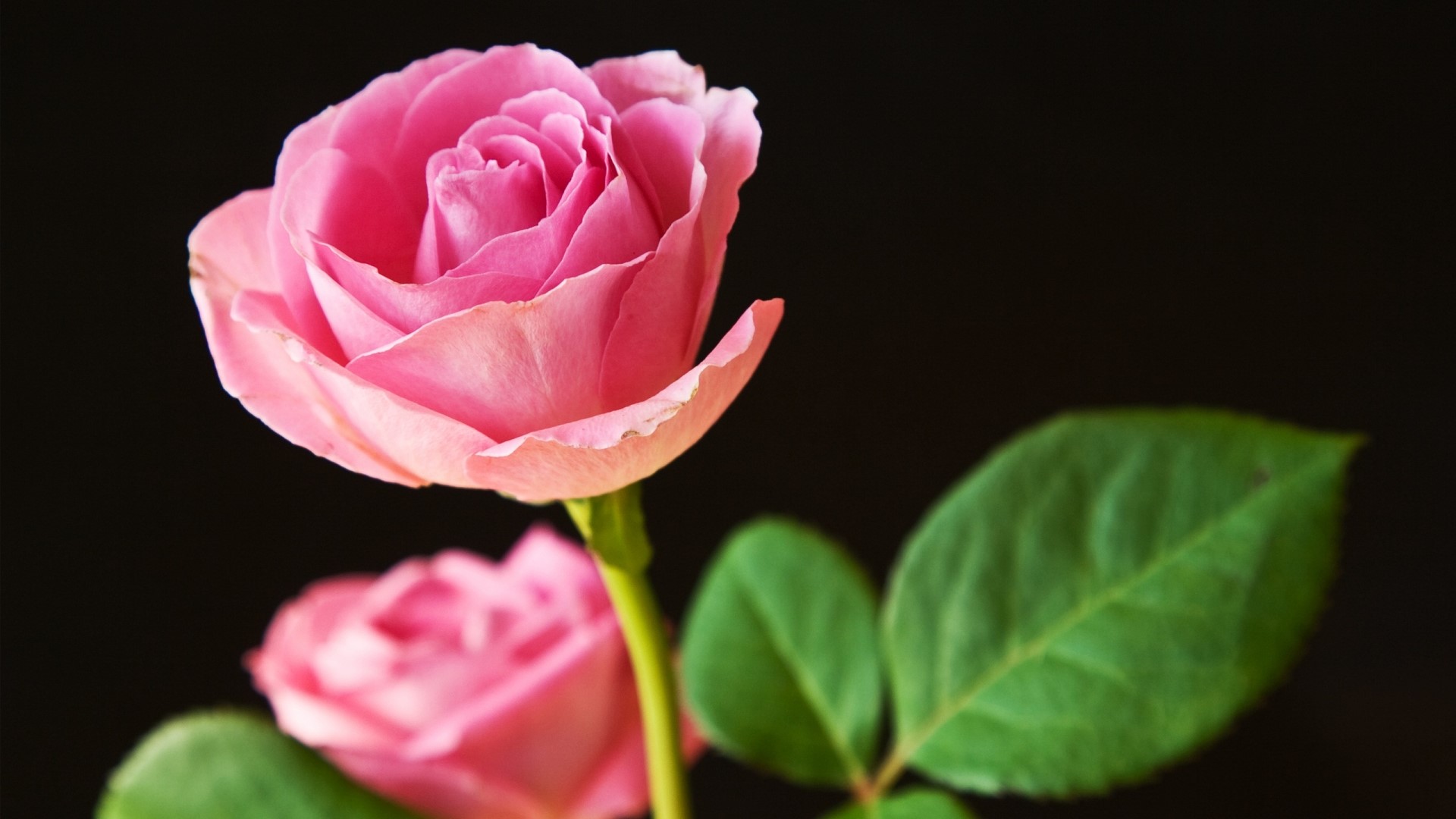 Pink Roses with Green Leaves HD Wallpaper