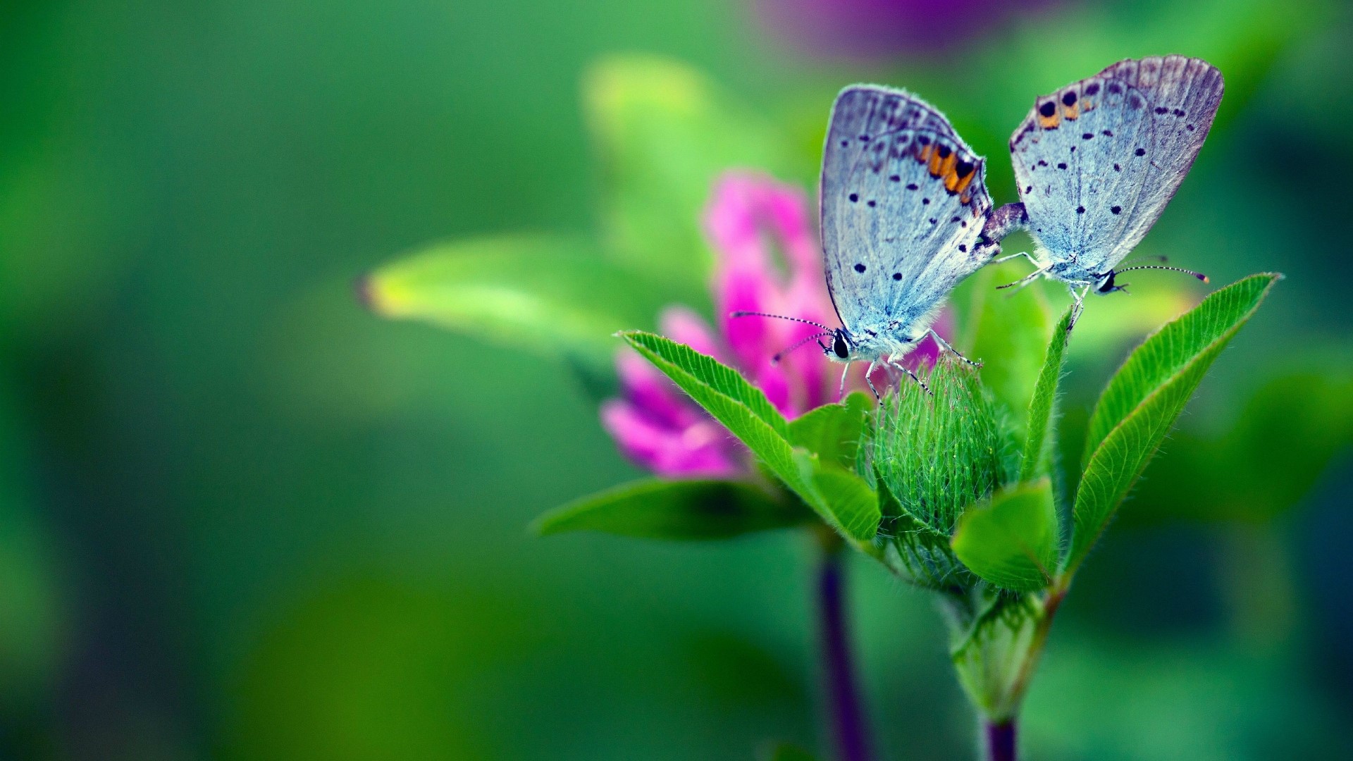 Two blue butterflies on a green plant with pink flowers HD Wallpaper