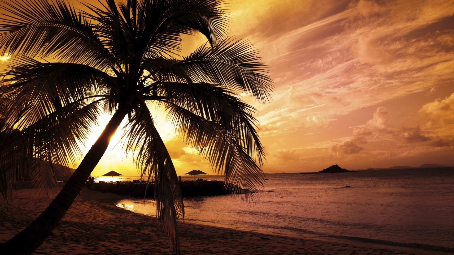 Sunset over the ocean with palm tree HD Wallpaper