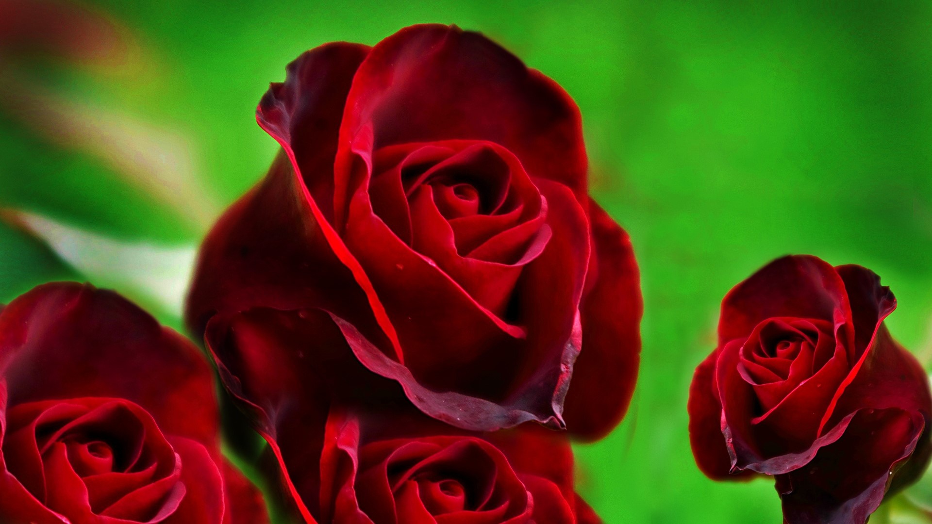 Four Red Roses on Green Background HD Wallpaper