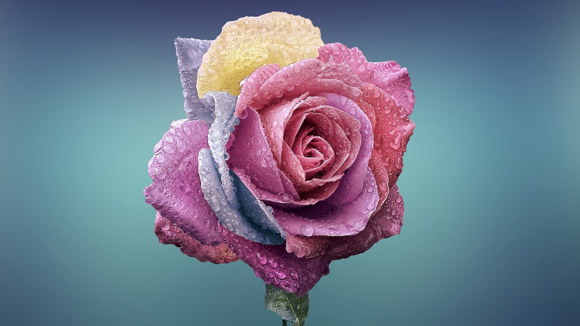 Colorful rose with water droplets HD Wallpaper