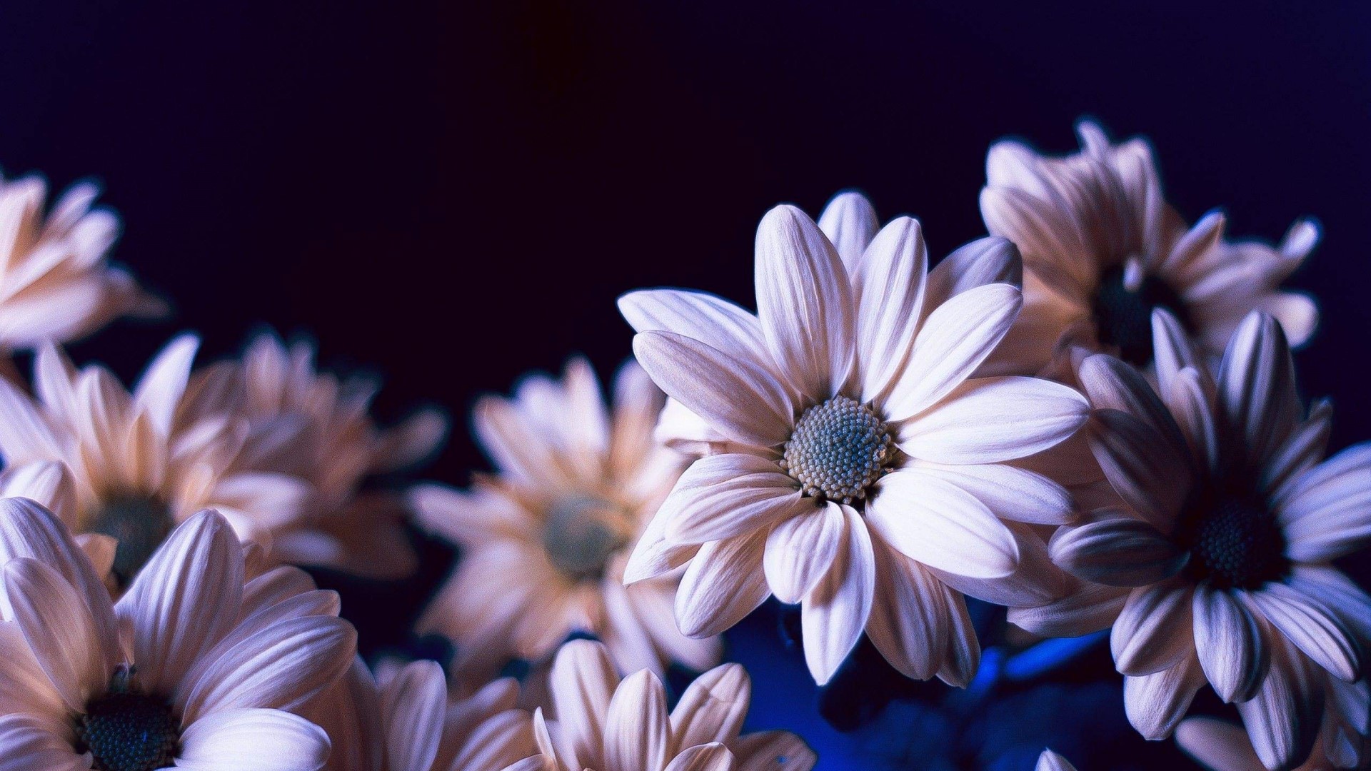 Close-up of pale flowers against a dark background HD Wallpaper