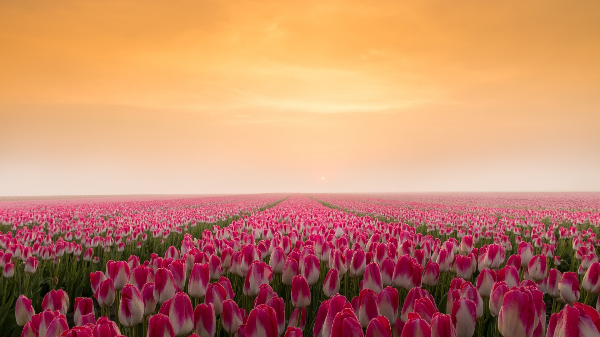 Sunrise over a field of pink and white tulips HD Wallpaper