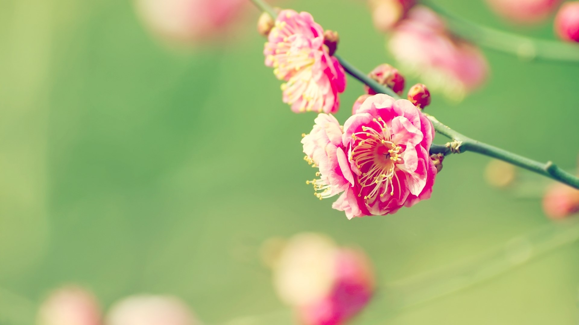 Pink Japanese Apricot Blossoms on a Branch HD Wallpaper