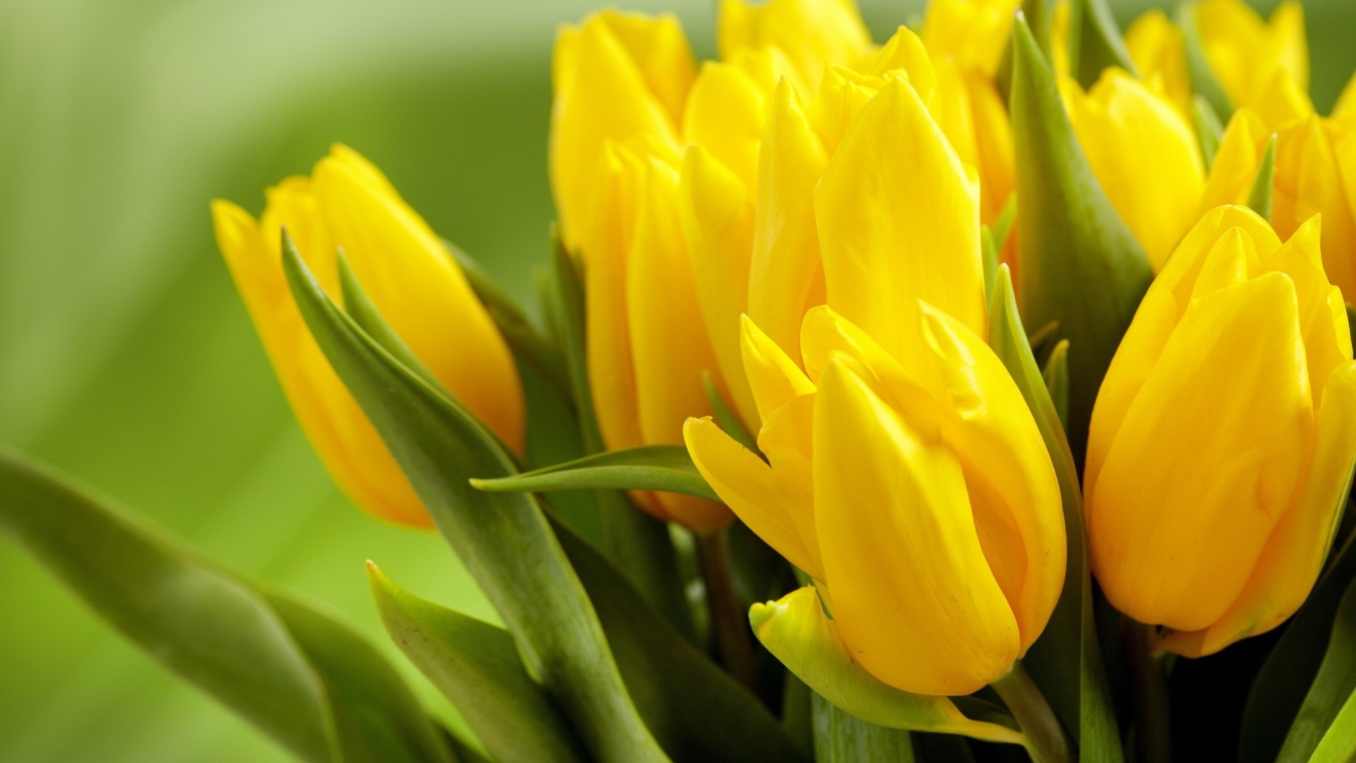 Yellow Tulips HD Wallpaper