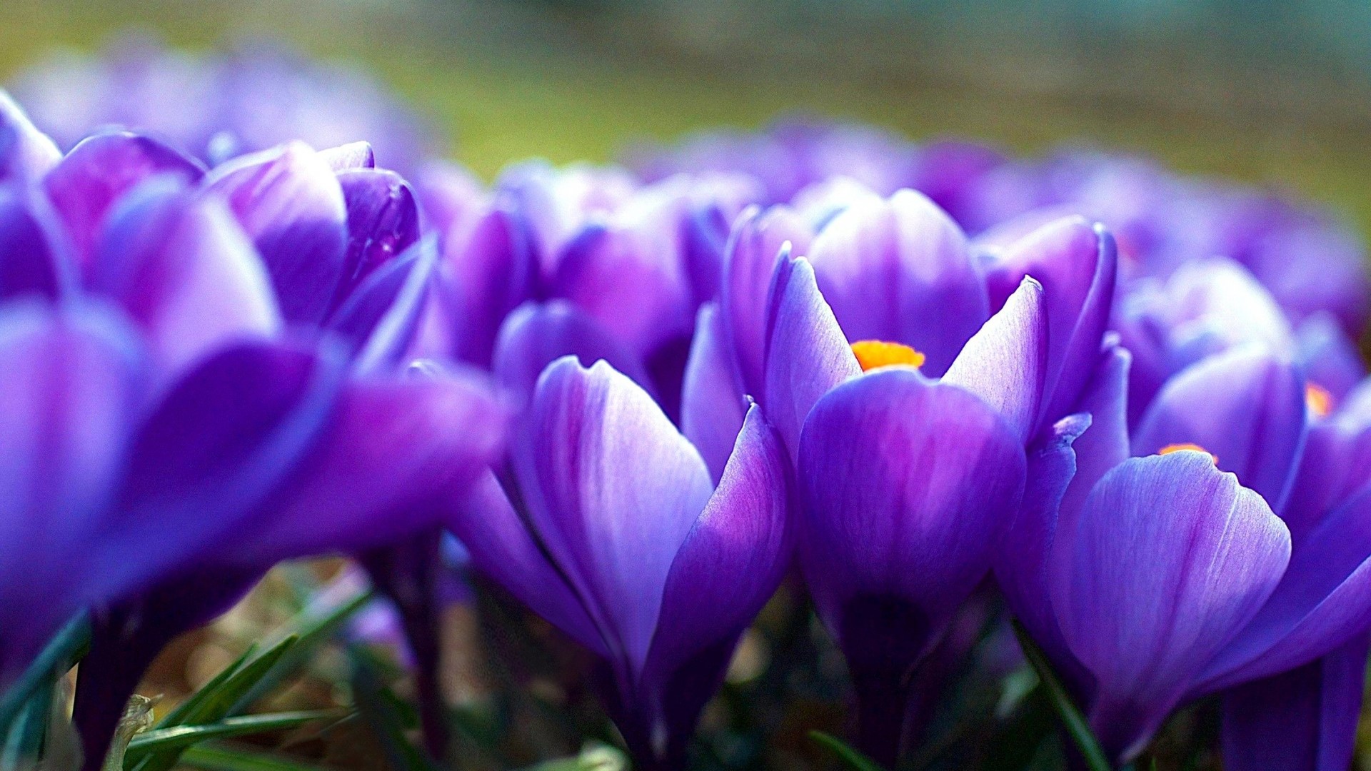 Purple Crocus Flowers in Bloom HD Wallpaper