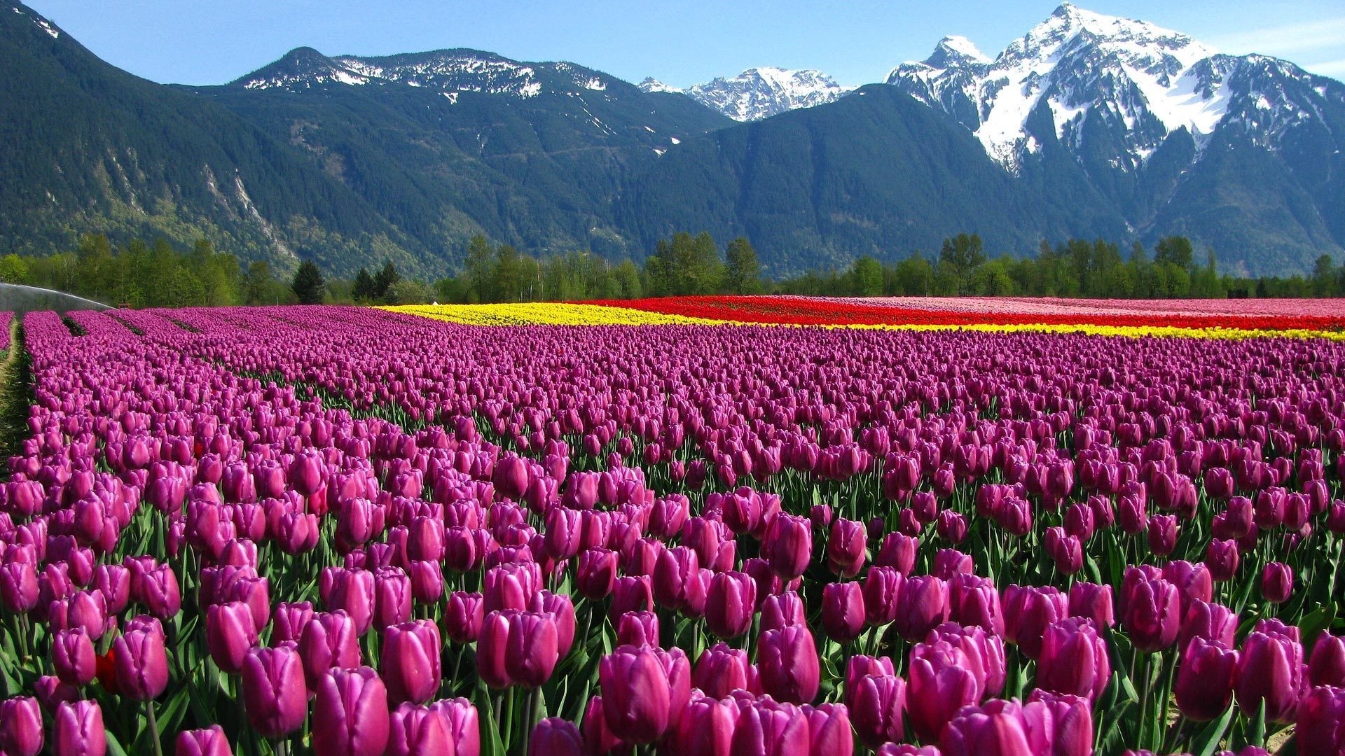Purple Tulip Field with Snow-Capped Mountains HD Wallpaper