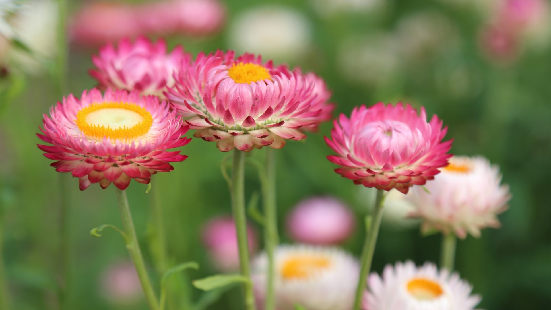 Pink and yellow strawflowers in a meadow HD Wallpaper