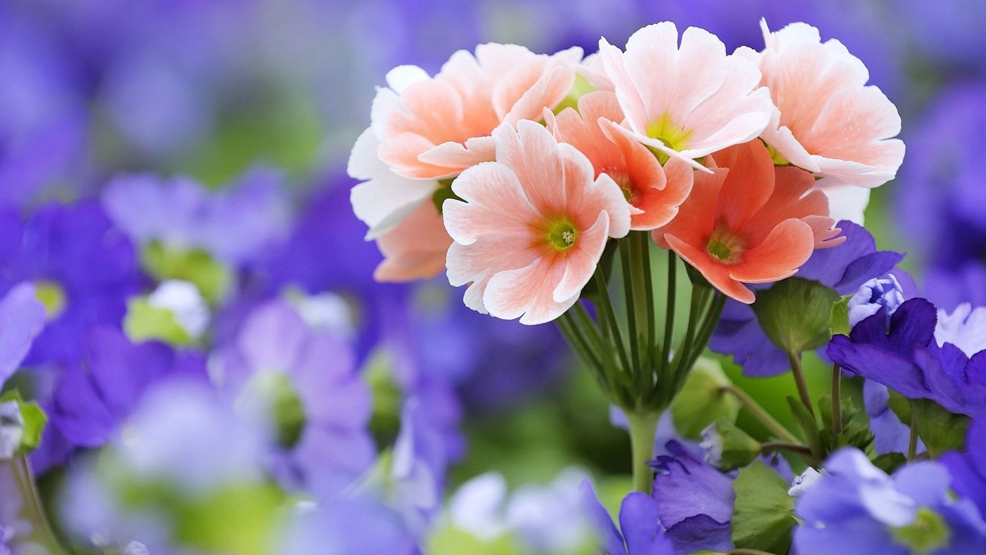 Pink and Purple Primrose Flowers HD Wallpaper