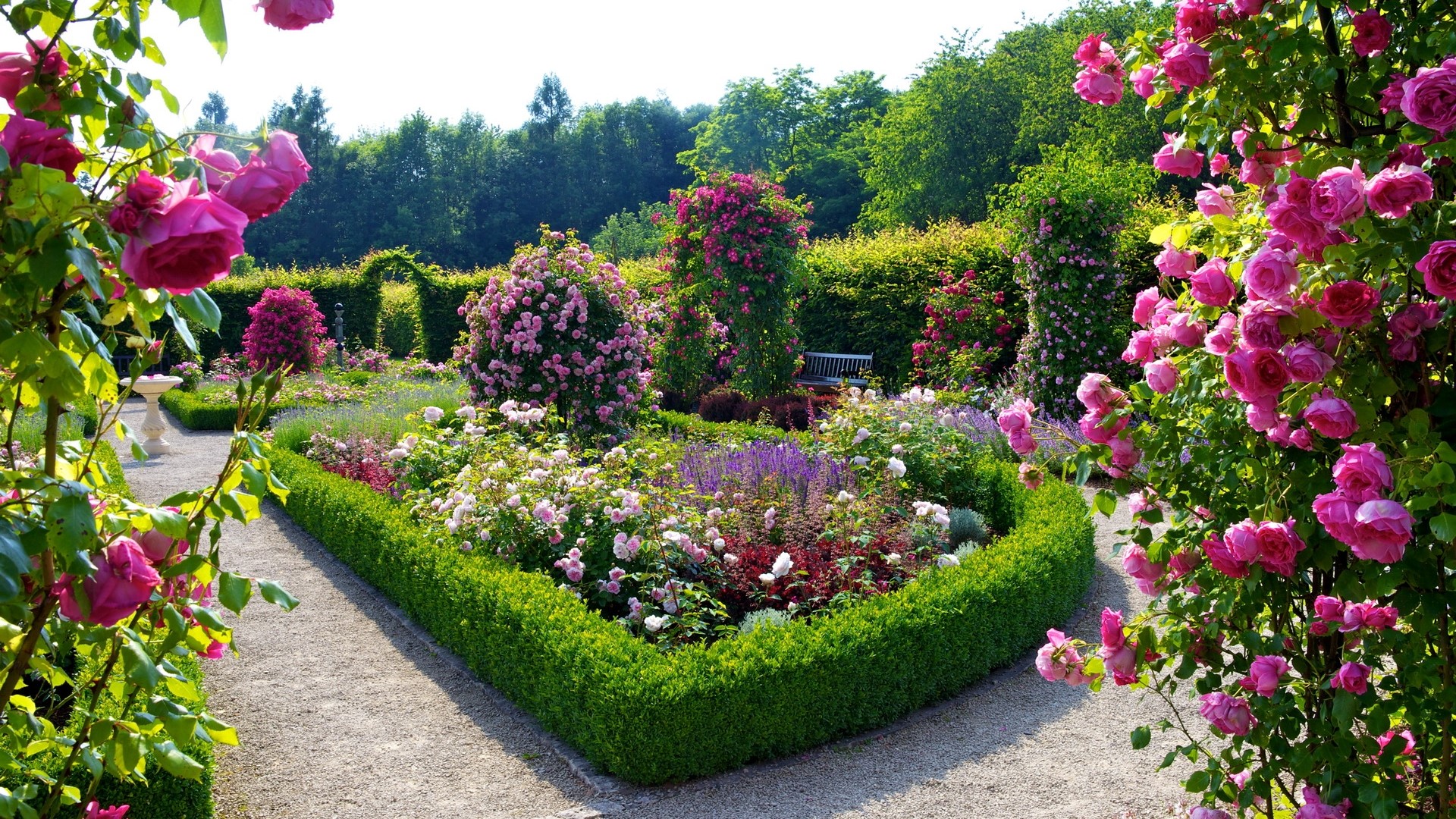 A beautiful rose garden with a gravel path HD Wallpaper