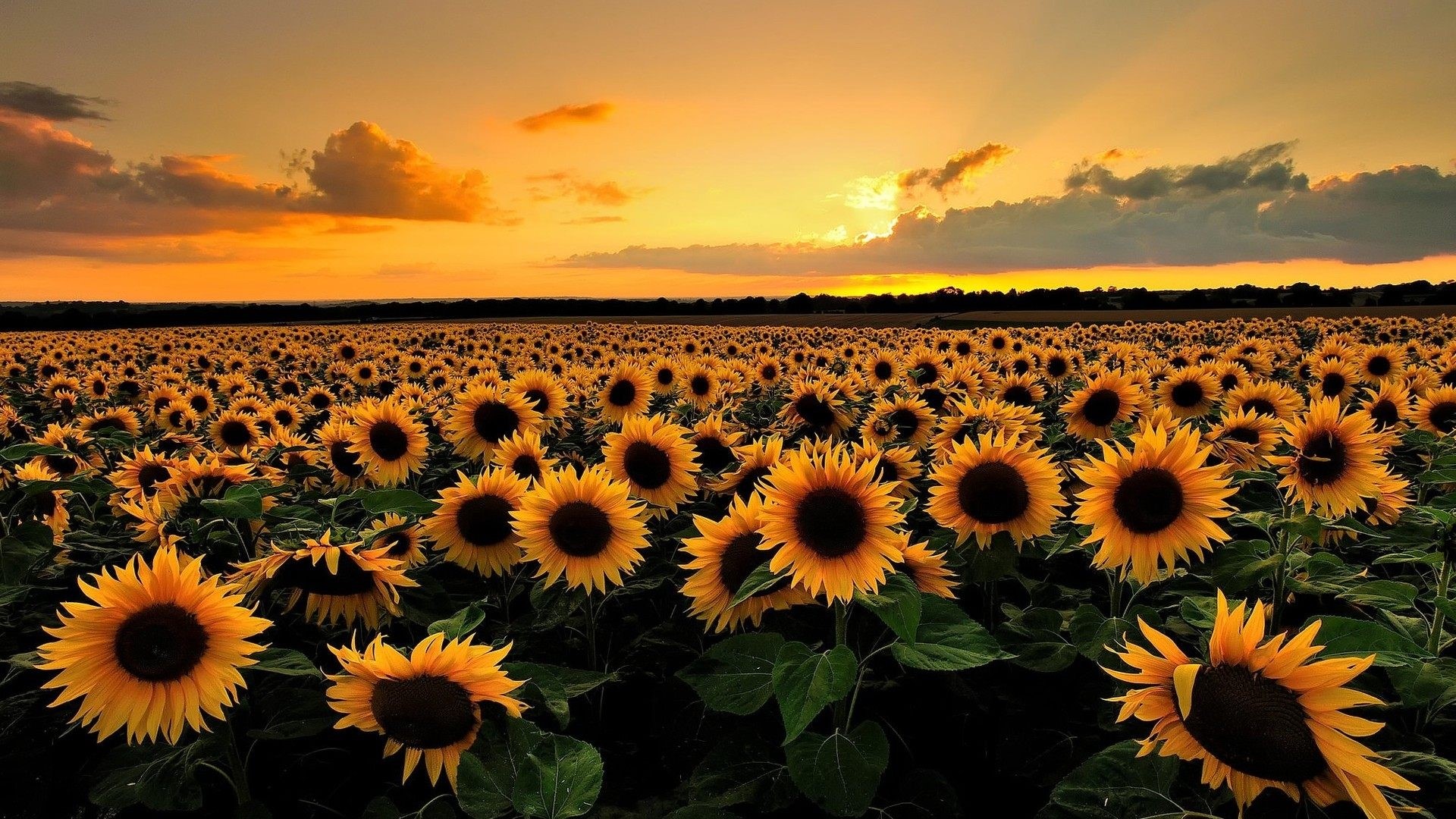 Sunflower Field at Sunset HD Wallpaper