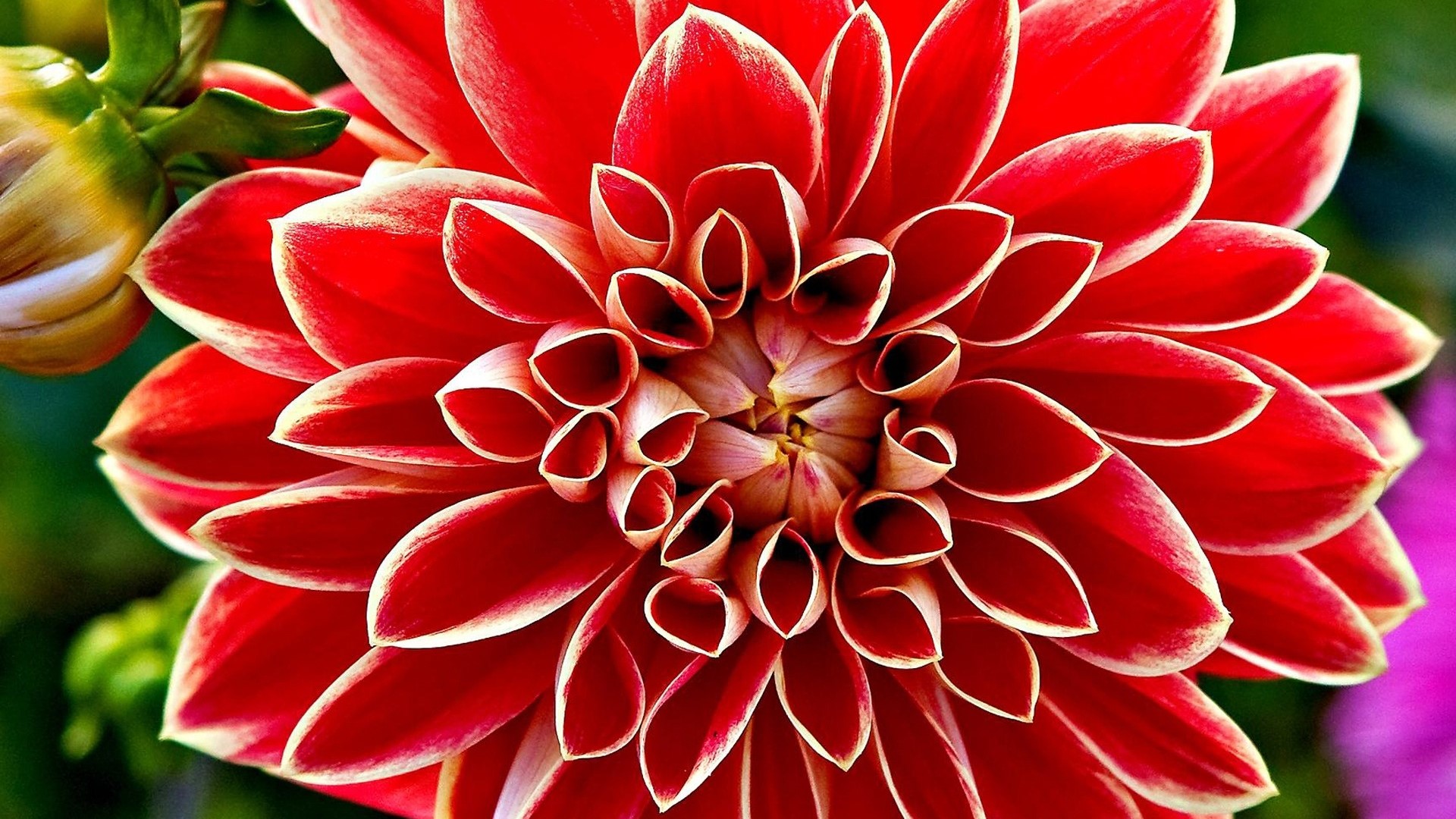 Close-up of a red dahlia flower HD Wallpaper