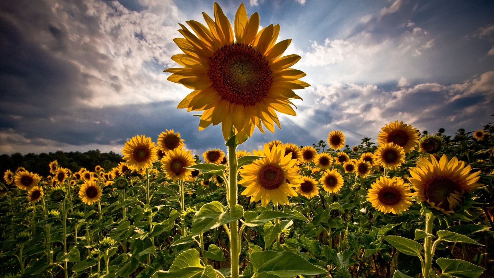 Sunflower Field with Dramatic Sky HD Wallpaper
