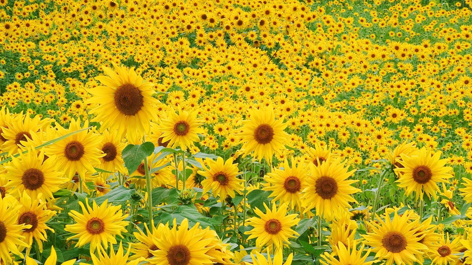 A vast field of sunflowers in bloom HD Wallpaper