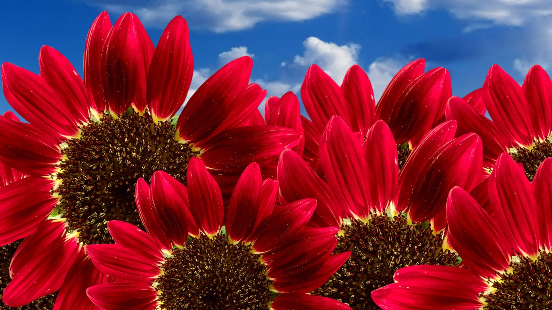 Red Sunflowers Against Blue Sky HD Wallpaper