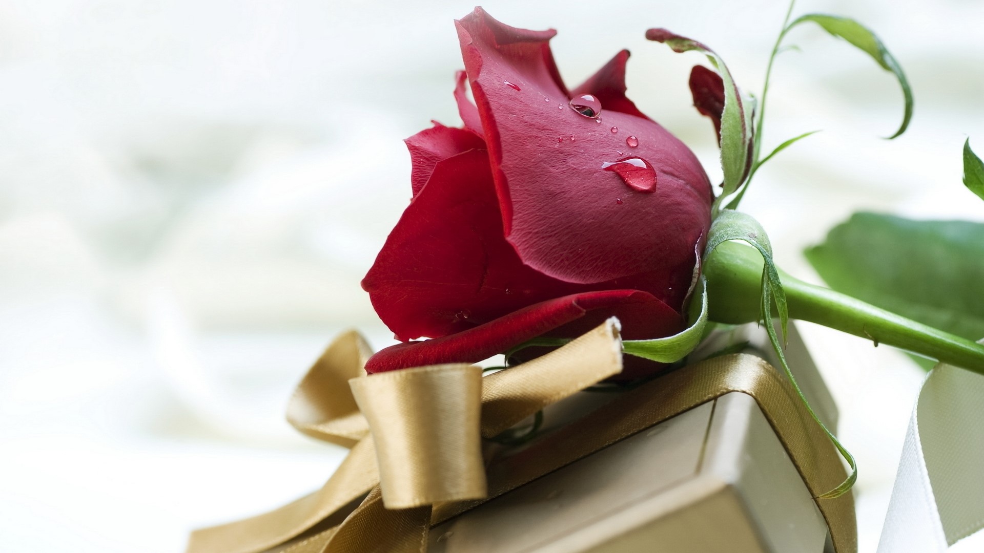 Elegant Red Rose with Dew Drops on a Gift Box HD Wallpaper