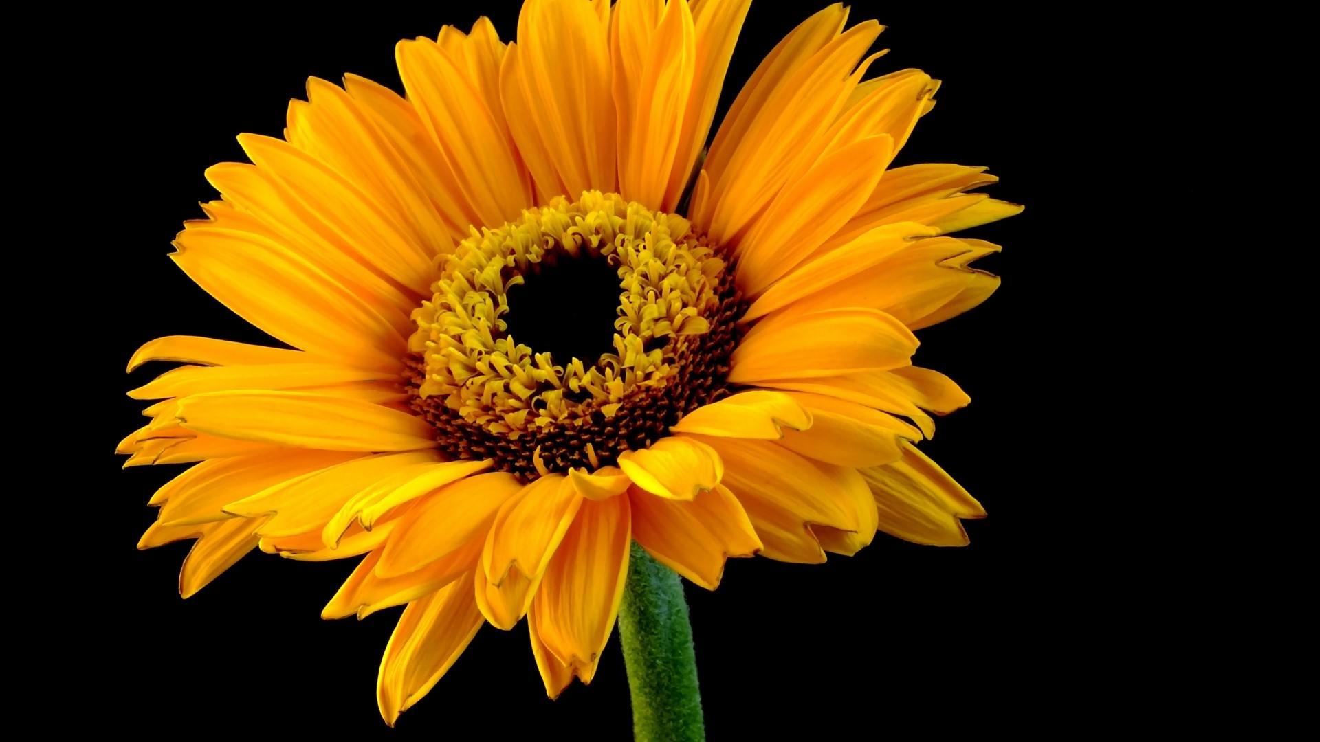 Orange Gerbera Daisy Flower HD Wallpaper