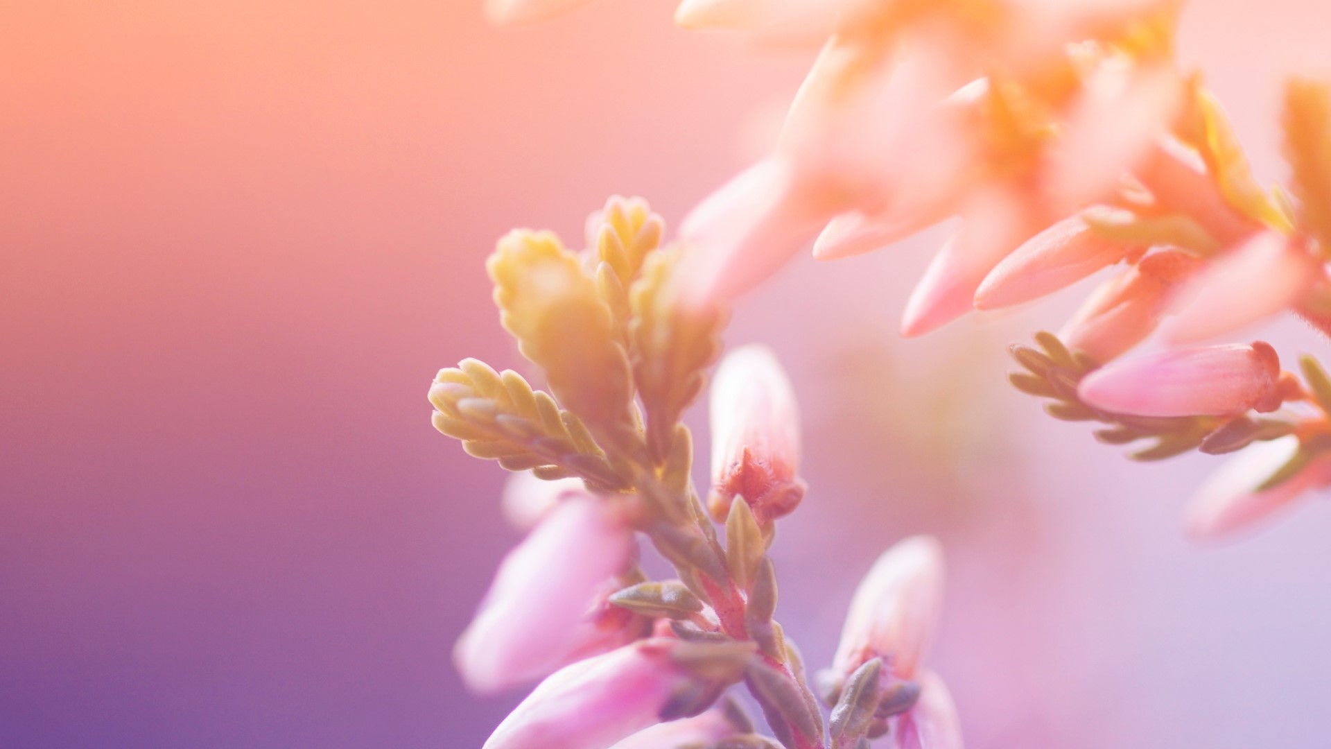 Pink Heather Blossoms in Soft Light HD Wallpaper