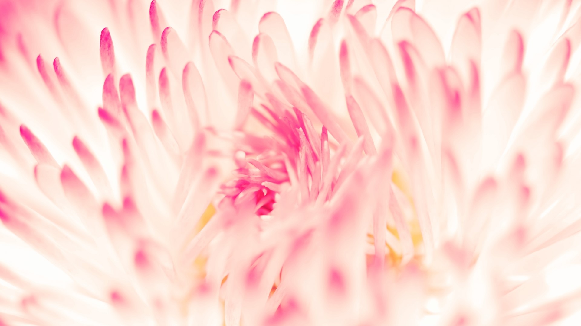 Close-up of a pink daisy flower HD Wallpaper