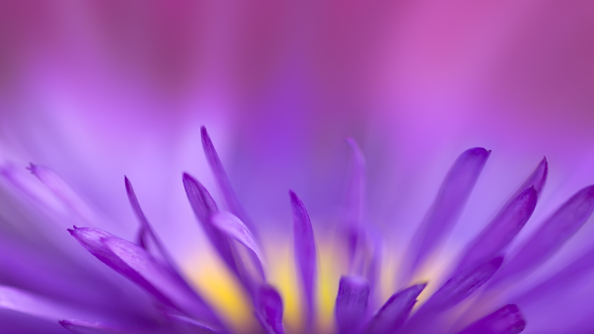 Close-up of purple flower petals with yellow center HD Wallpaper