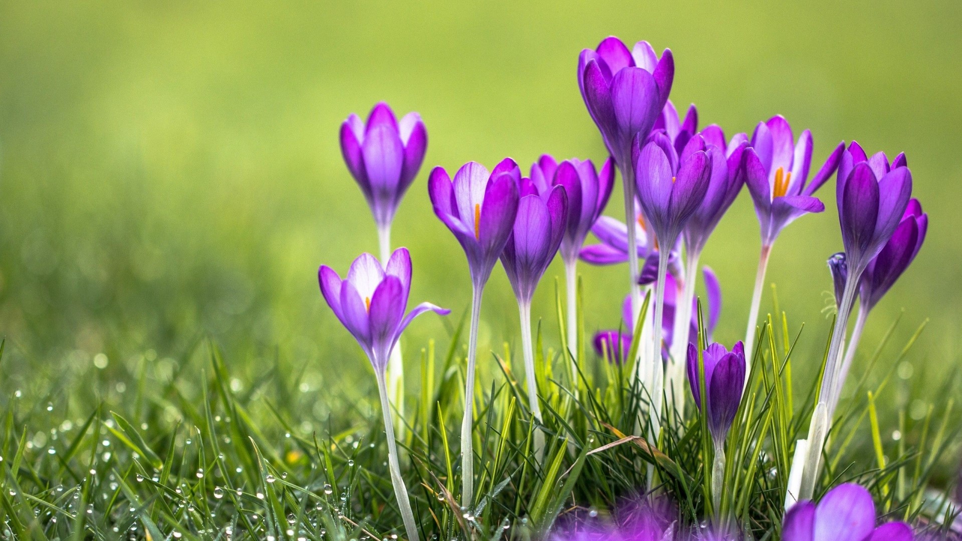 Purple Crocuses in Green Grass HD Wallpaper