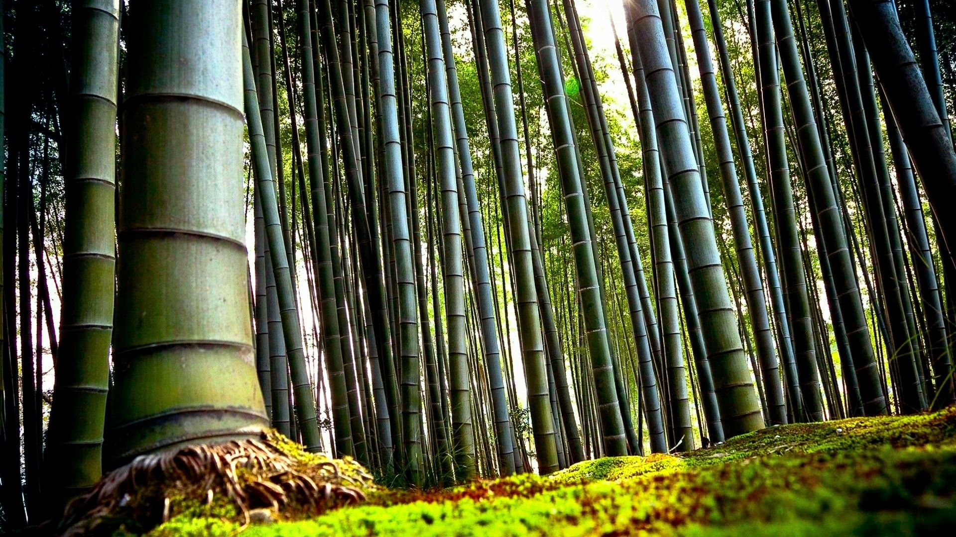 Bamboo Forest with Mossy Ground HD Wallpaper