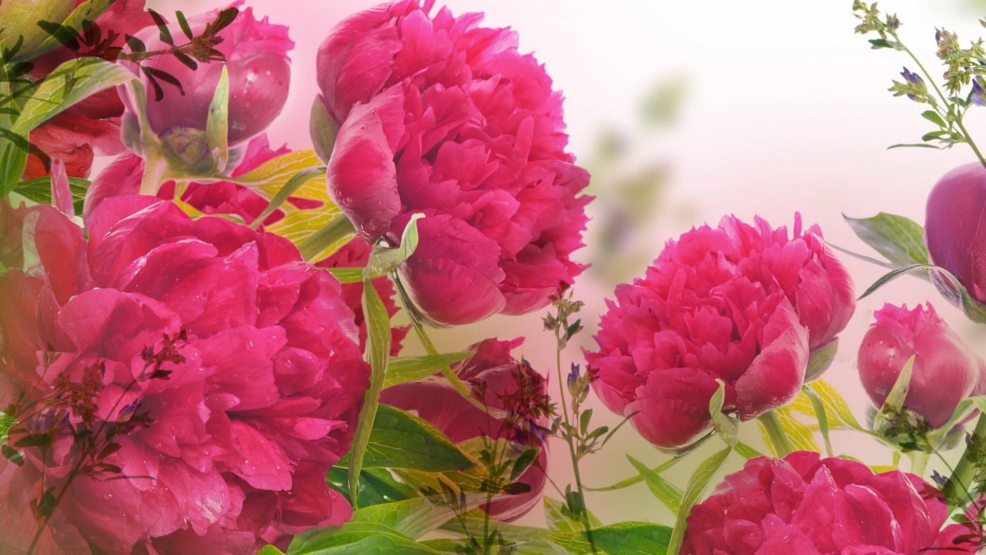 Pink Peonies and Lavender Flowers HD Wallpaper