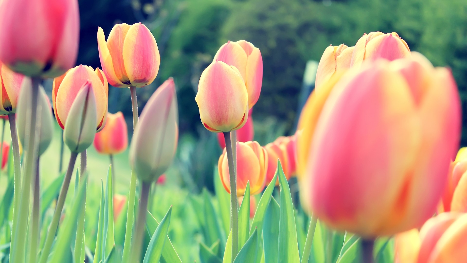 Pink and yellow tulips in a field HD Wallpaper