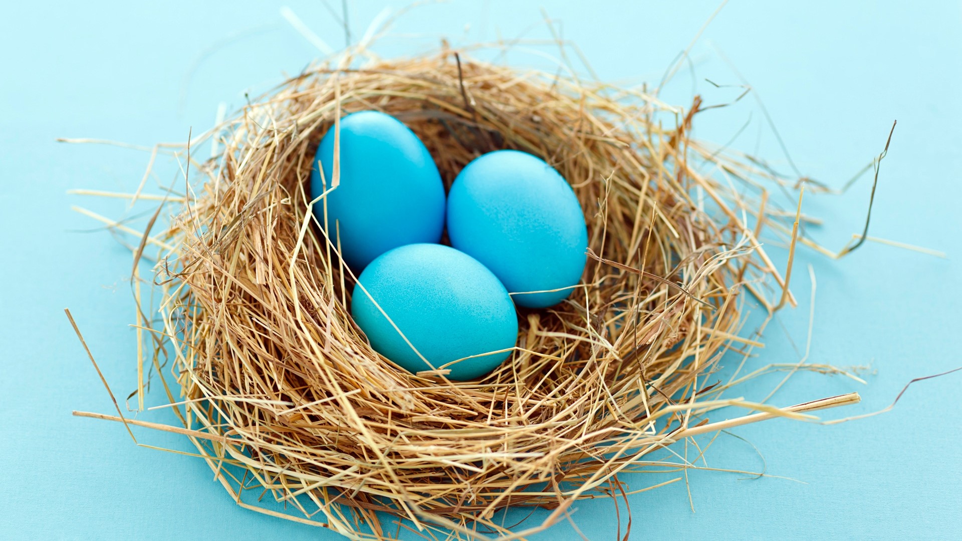 Three blue eggs in a nest HD Wallpaper