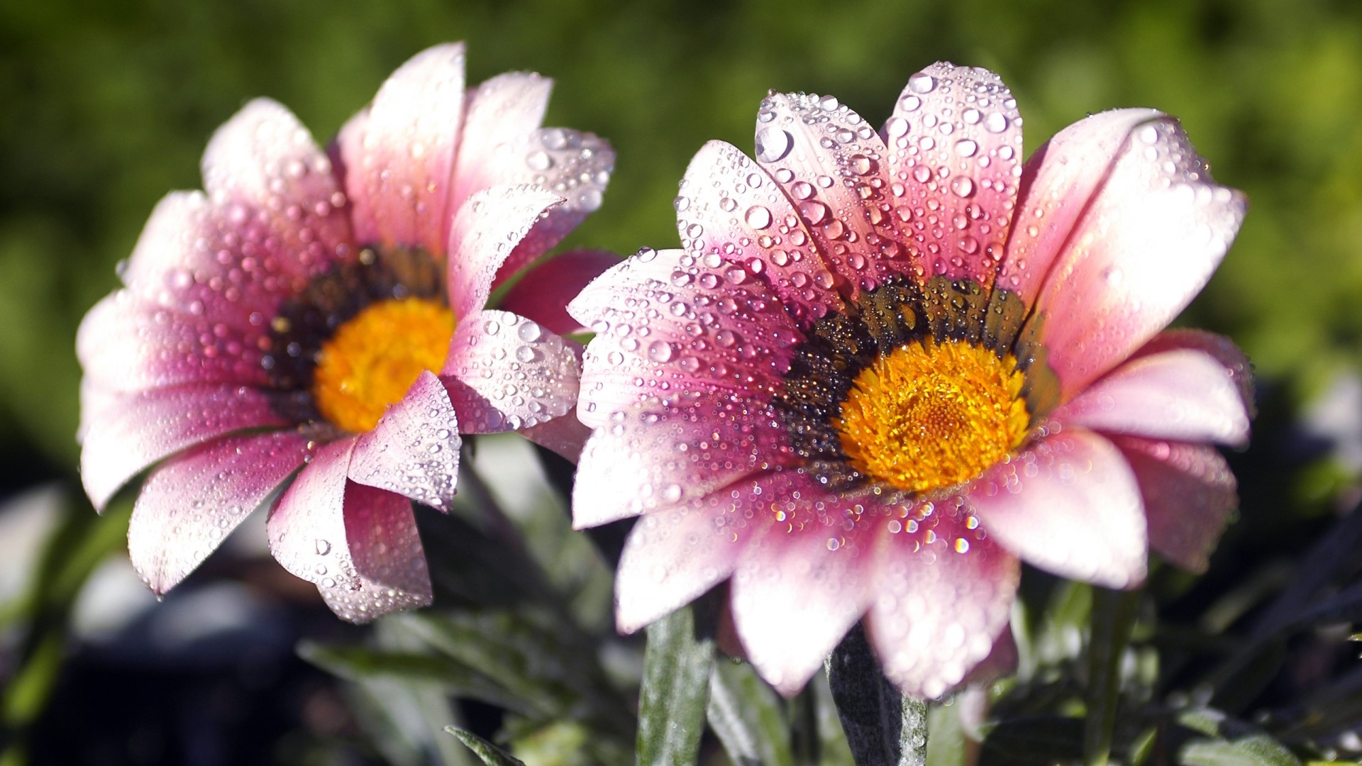 Two pink and yellow flowers with dew drops HD Wallpaper