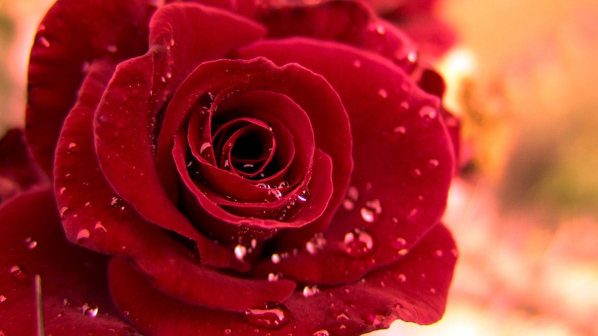 Close-up of a red rose with water droplets HD Wallpaper