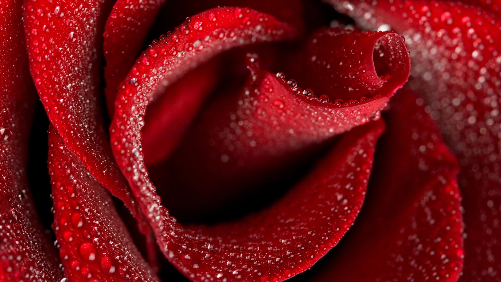 Close-up of a red rose with water droplets HD Wallpaper