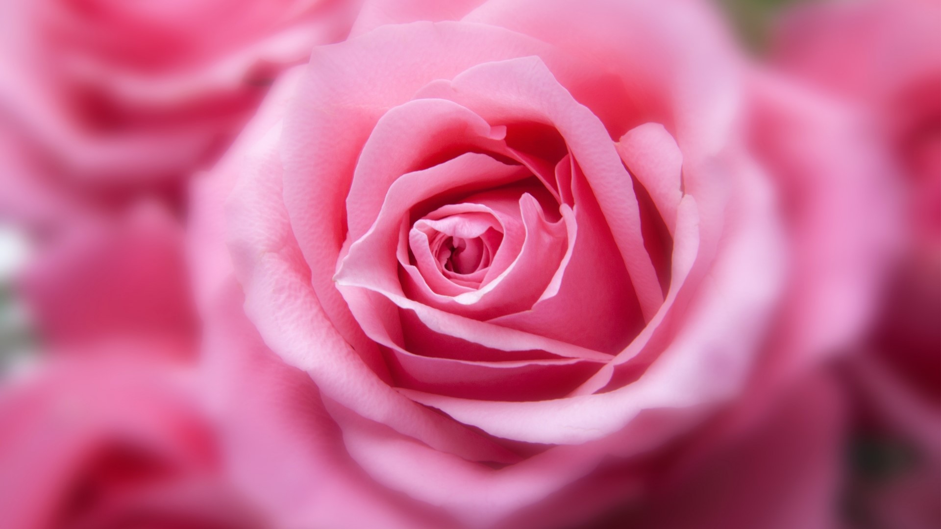 Close-up of a Pink Rose HD Wallpaper