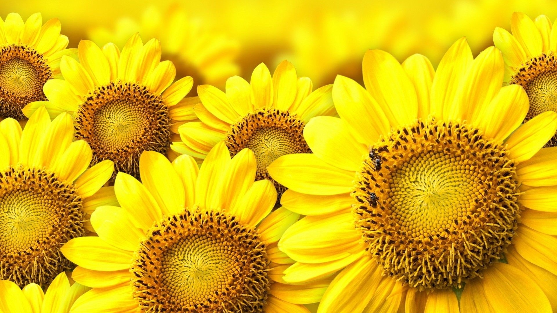 Sunflowers with bees HD Wallpaper