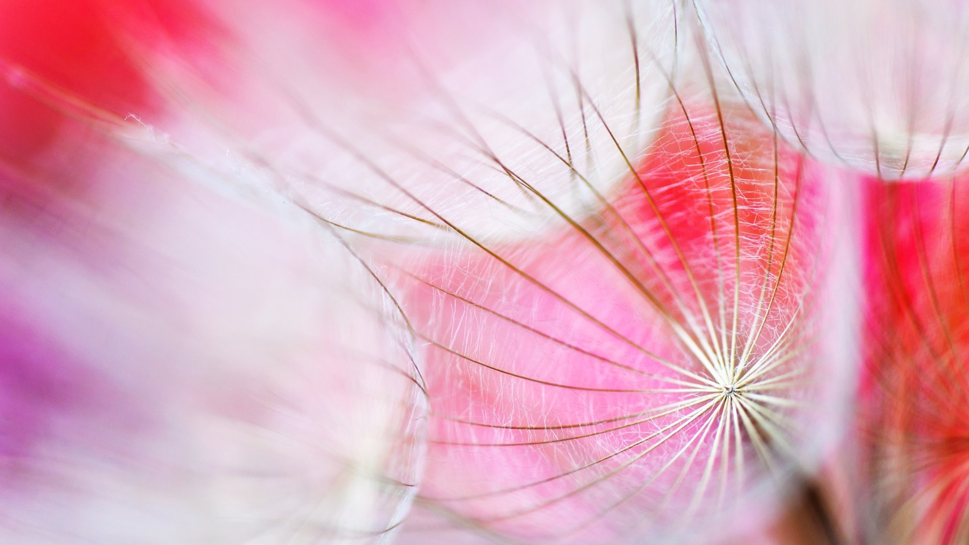 Macro view of dandelion seeds with pink background HD Wallpaper