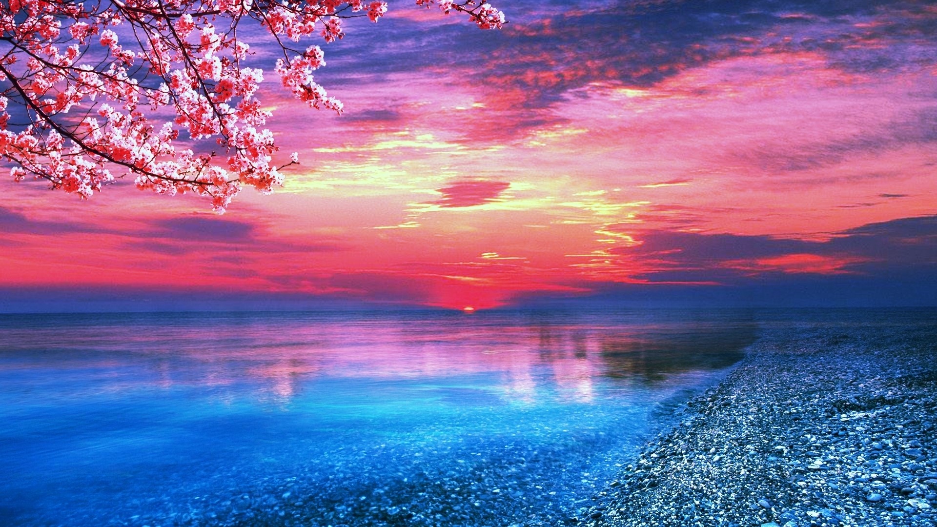 Sunset over a lake with cherry blossoms HD Wallpaper