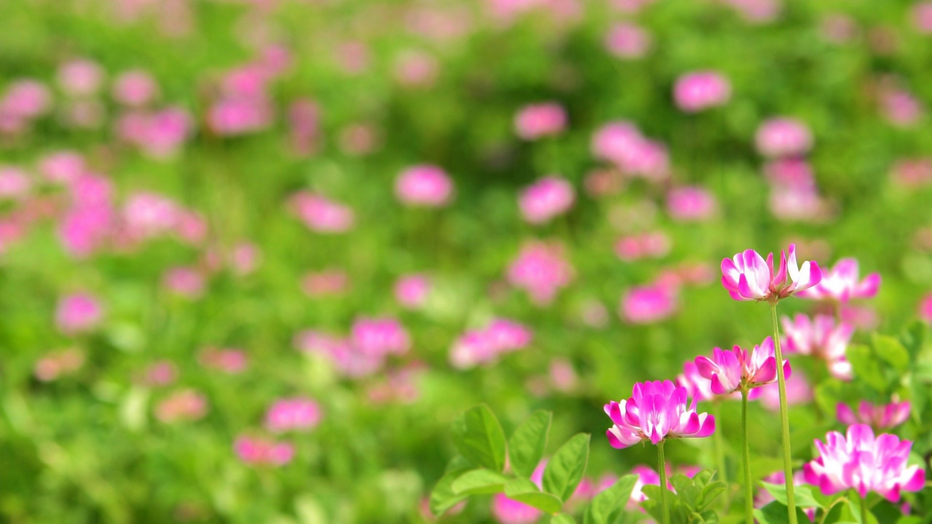Pink flowers and green leaves in a field HD Wallpaper