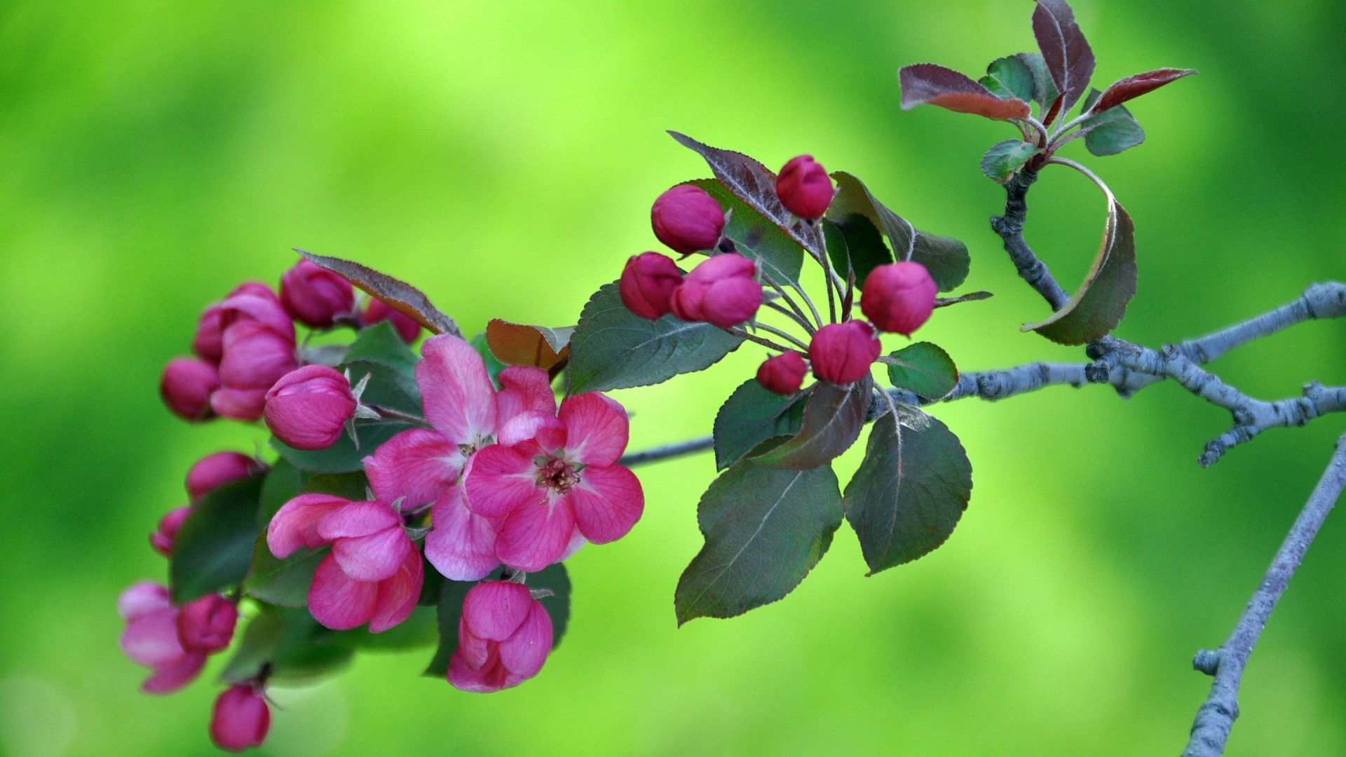 Pink crabapple blossoms on a branch HD Wallpaper