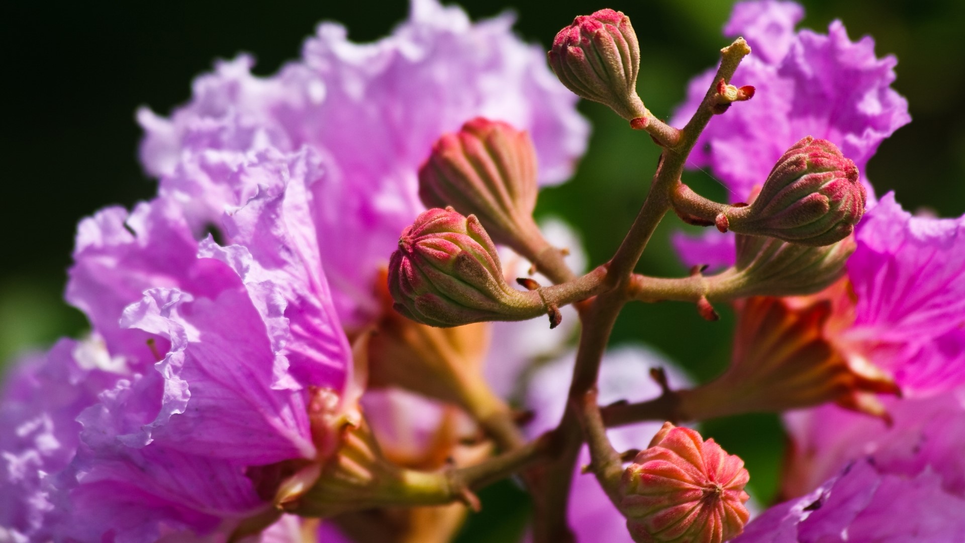 Pink flower buds and petals on a branch HD Wallpaper