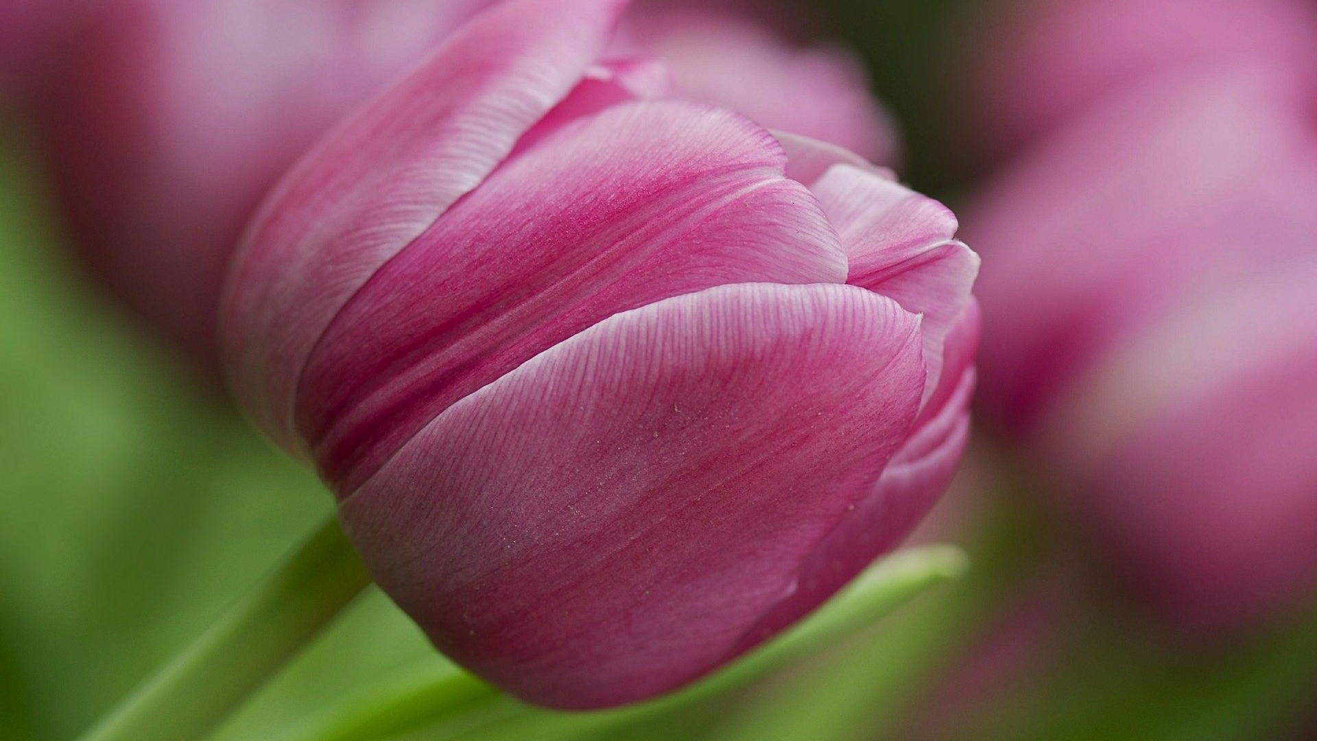 Pink Tulip Flower Close-up HD Wallpaper
