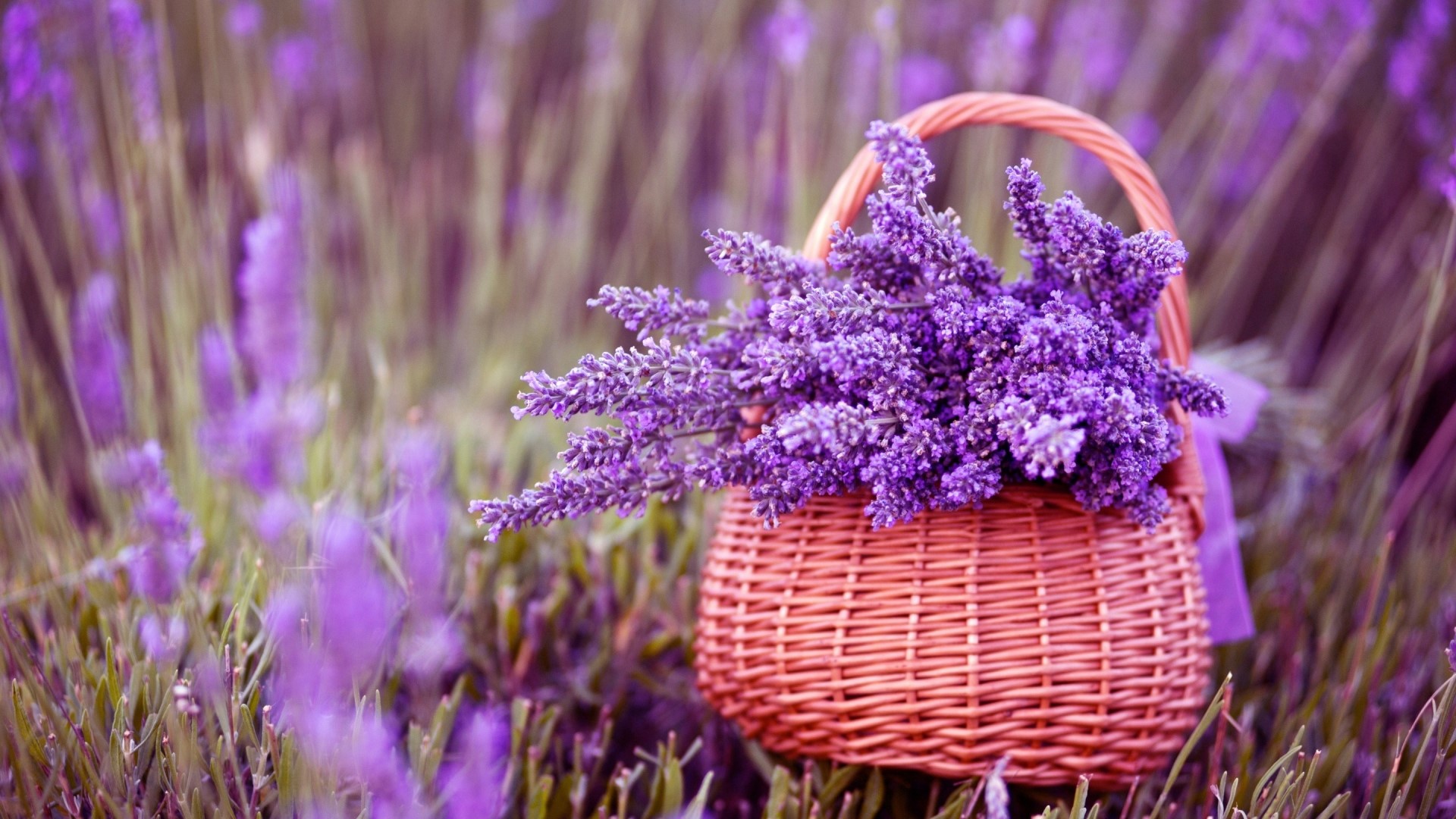 Lavender flowers in a basket HD Wallpaper