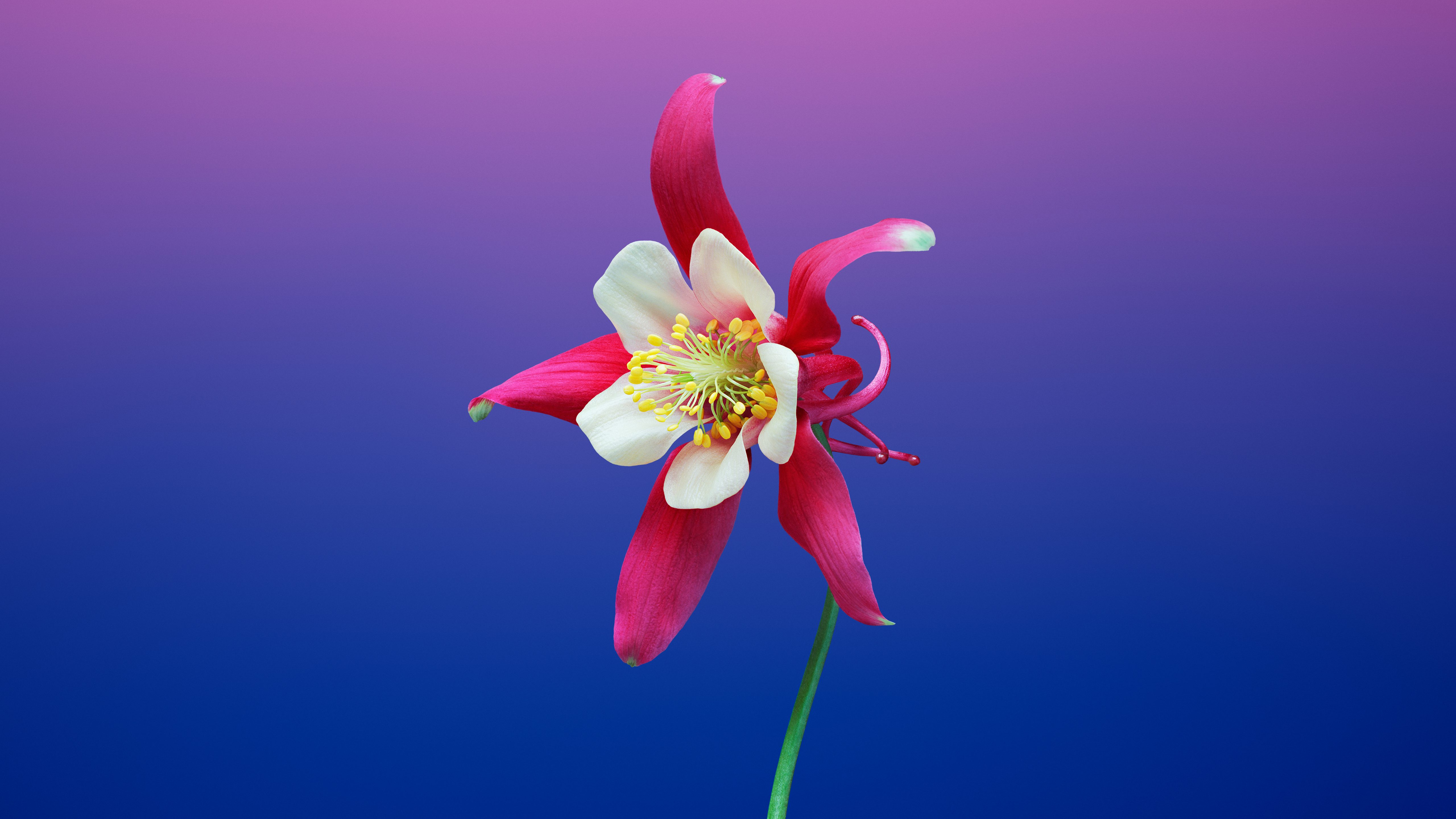 Aquilegia flower on a gradient background HD Wallpaper