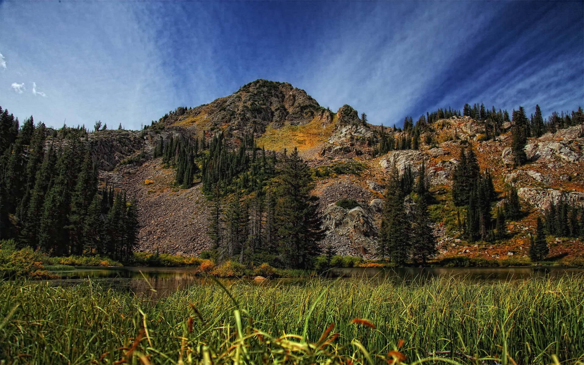 Mountain lake with tall grass and pine trees HD Wallpaper