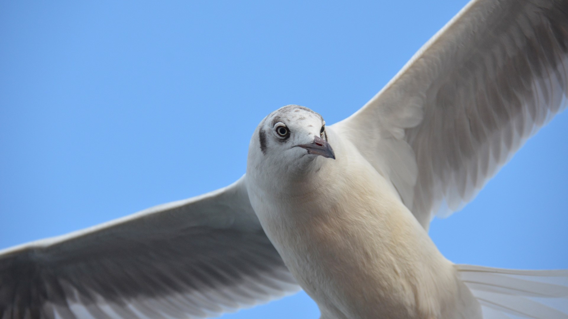 Seagull in flight against blue sky HD Wallpaper
