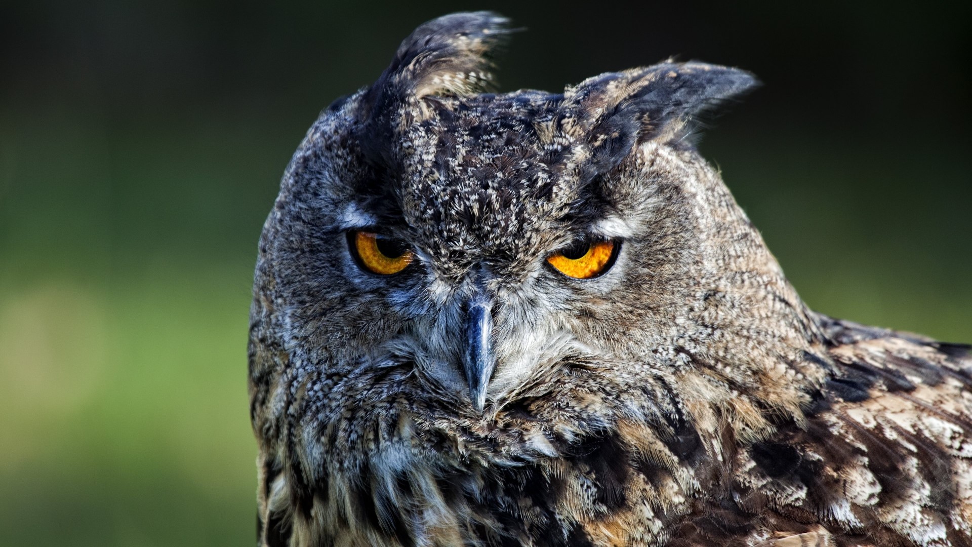 Close-up of an owl's face with orange eyes HD Wallpaper