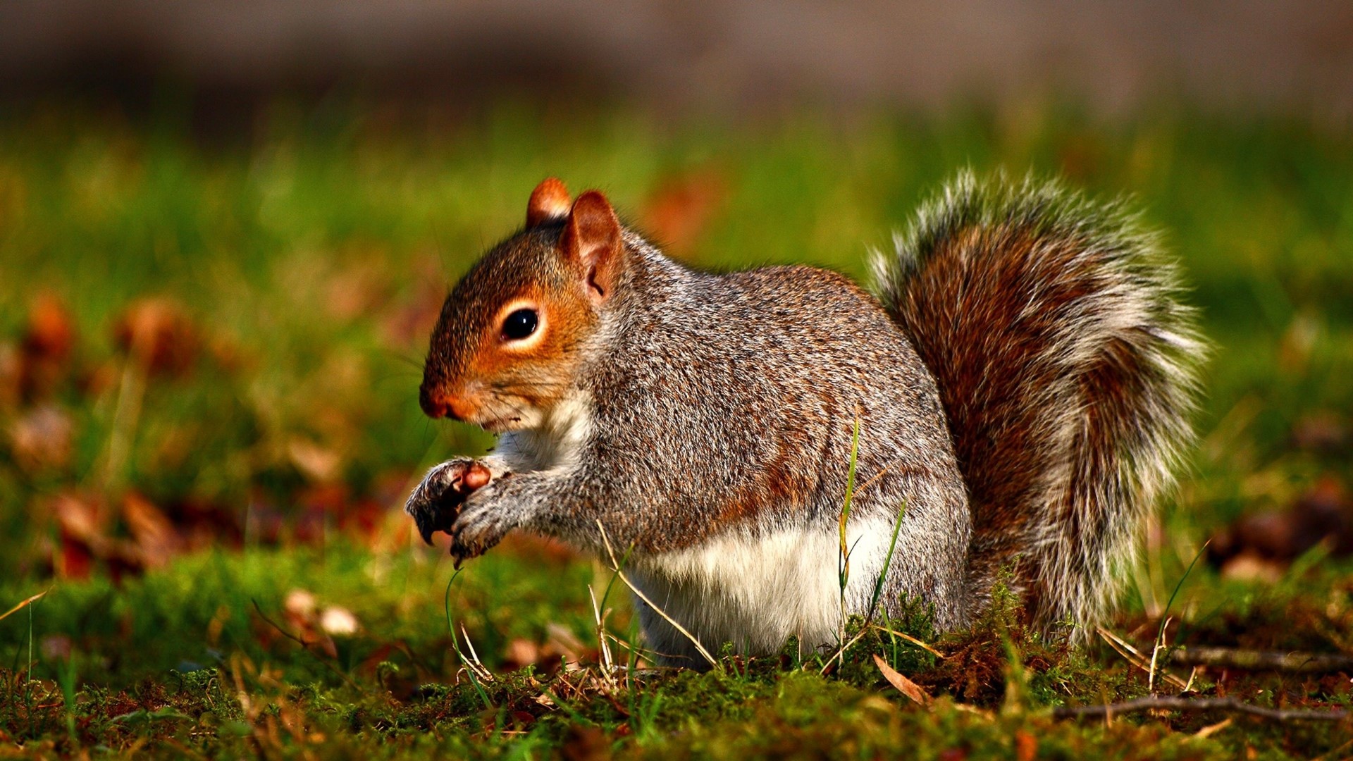 Grey Squirrel Eating a Nut on Grass HD Wallpaper