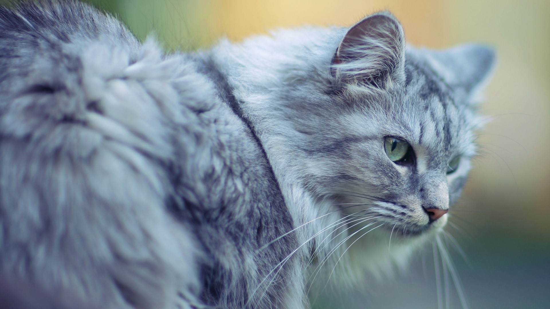 Close-up of a fluffy grey cat with green eyes HD Wallpaper