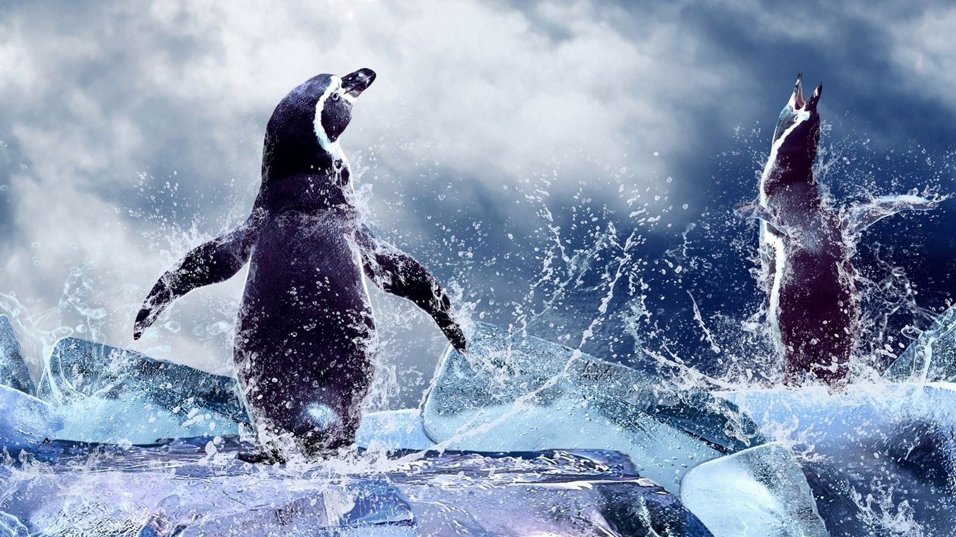 Two penguins splashing in icy water HD Wallpaper
