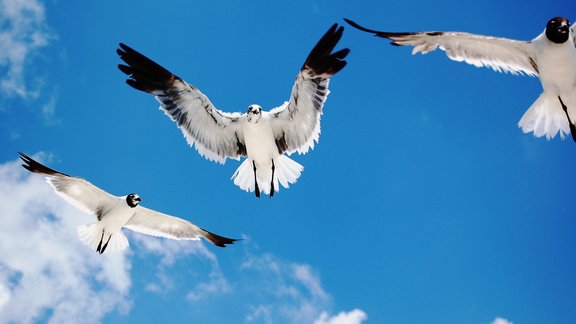 Seagulls flying in a blue sky HD Wallpaper