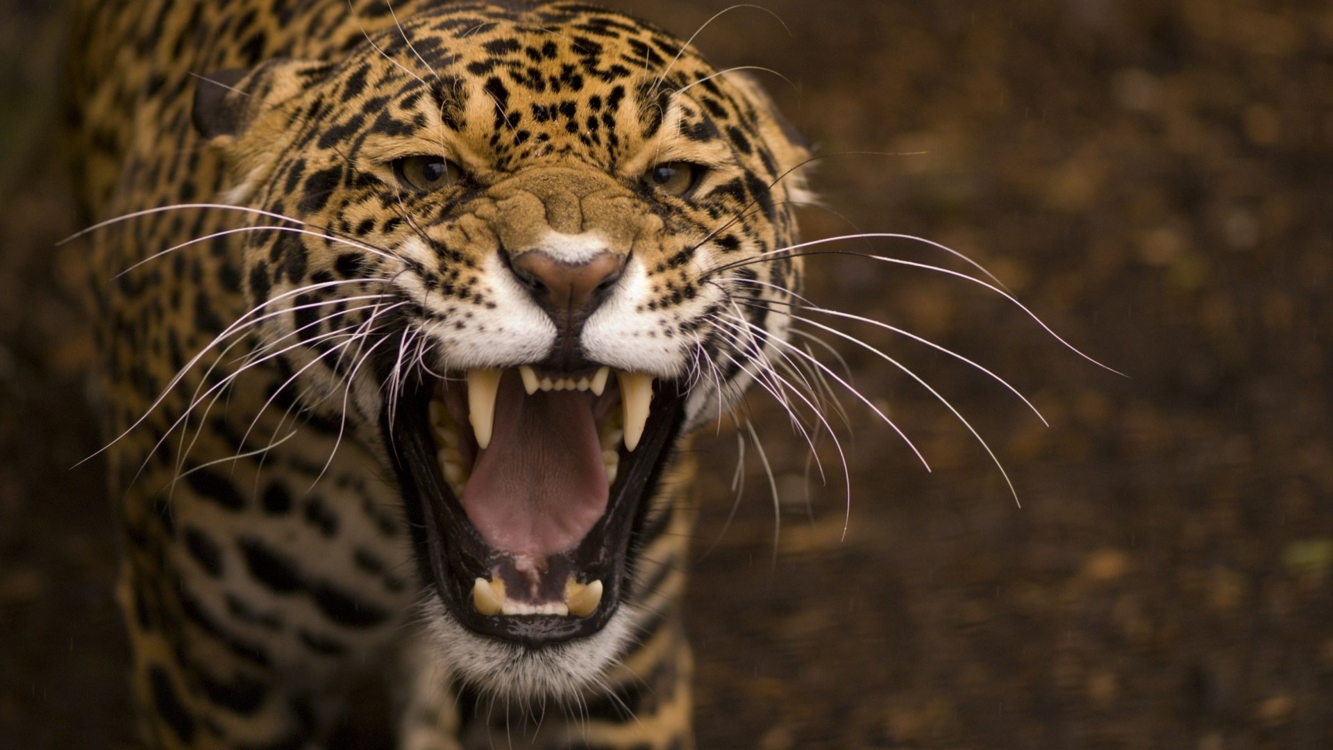 Jaguar growling with mouth open HD Wallpaper